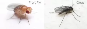 Gnat and fruit fly