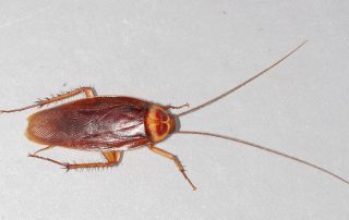 have a roach problem bugyman can help