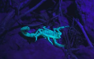scorpion_glow-mahmoud-yahyaoui