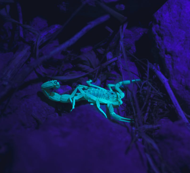 scorpion_glow-mahmoud-yahyaoui